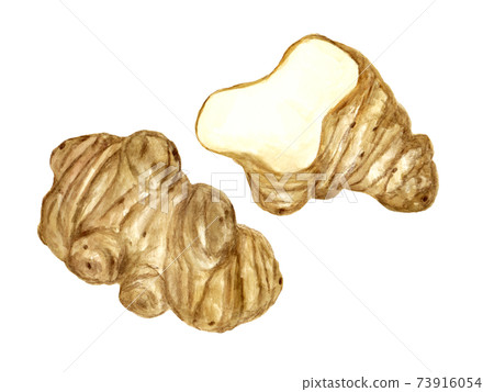 Watercolor illustration of Jerusalem artichoke Watercolor illustration of Jerusalem artichoke 73916054