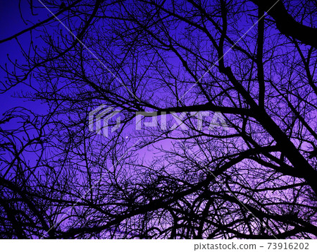 Winter dusk 73916202