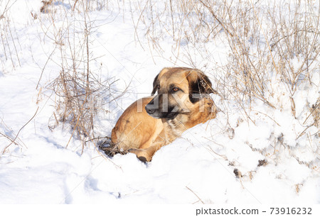 Homeless sad dog lies in the snow outdoors. Animals need home concept Homeless sad dog lies in the snow outdoors. Animals need home concept 73916232