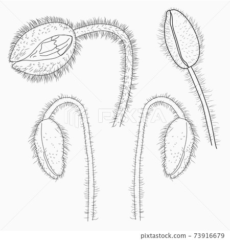 California poppy flowers drawn and sketch with line-art on white backgrounds. California poppy flowers drawn and sketch with line-art on white backgrounds. 73916679