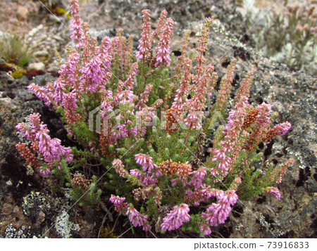 Kilimanjaro plants 73916833