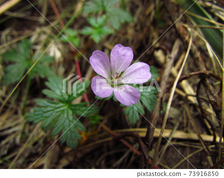 Kilimanjaro plants 73916850