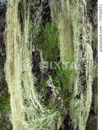 Kilimanjaro / alpine plants 73916851