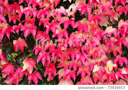 red and green autumn background with ivy red and green autumn background with ivy 73916913