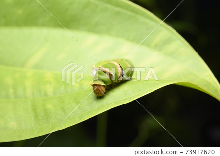 A worm on a green leaf A worm on a green leaf 73917620