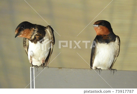 Gunma Prefecture / Swallow 73917787