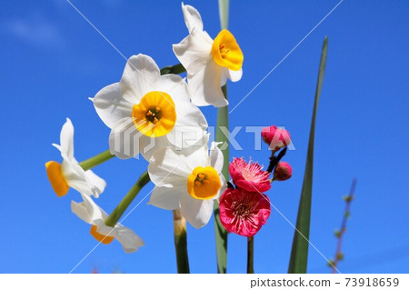 Narcissus and red plum flowers in the blue sky 73918659