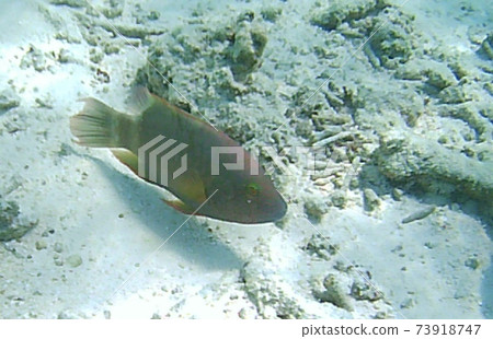 Fishes swim against the background of corals. Fishes swim against the background of corals. 73918747