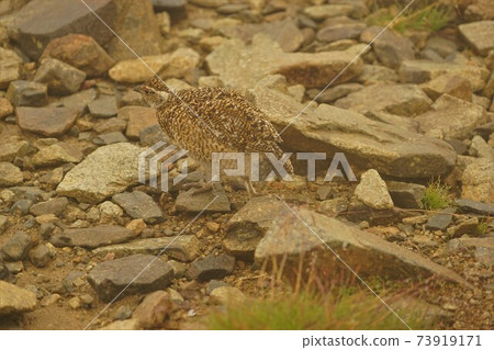 A young grouse that swells its feathers at Kashimayarigadake in the fog 73919171