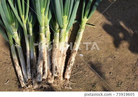 Japanese leek Japanese leek 73919605