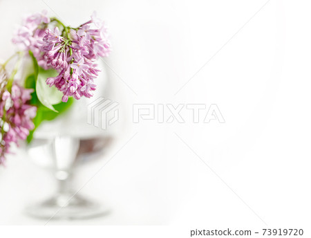 Blooming lilac bunch in blurred wine glass on white background 73919720