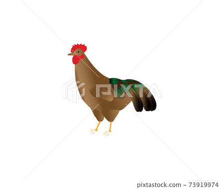 A beautiful colored rooster looking into the distance. Vector illustration on white background. 73919974