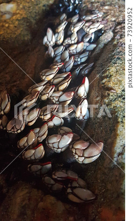 Living goose barnacles on rocks Living goose barnacles on rocks 73920952