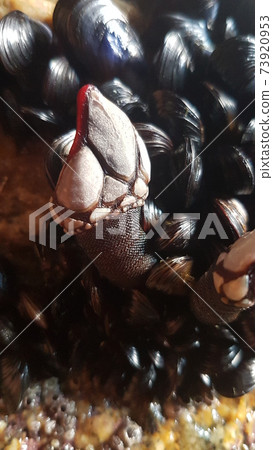 Living goose barnacles on rocks 73920953