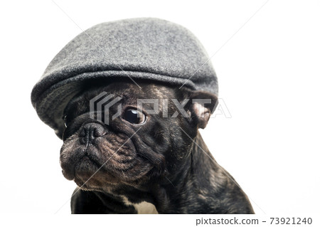 image of dog cap white background  73921240