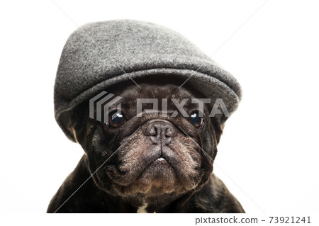 image of dog cap white background image of dog cap white background 73921241