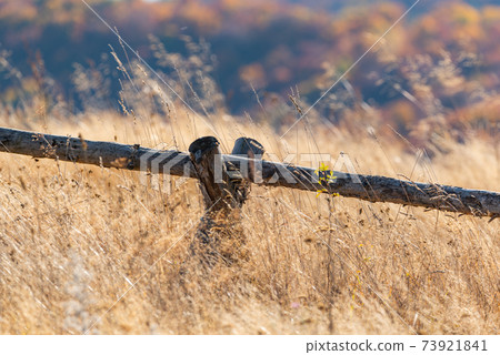 Country basic handmade rural wooden fence in tall golden autumn grass on vivid mountain forest backdrop Country basic handmade rural wooden fence in tall golden autumn grass on vivid mountain forest backdrop 73921841
