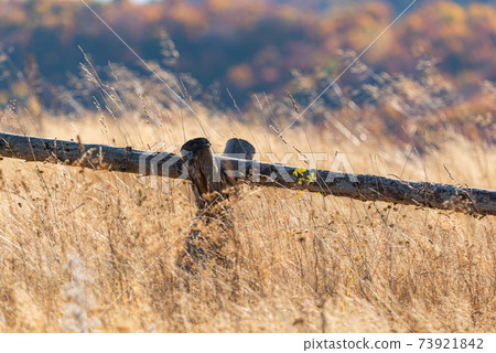 Country basic handmade rural wooden fence in tall golden autumn grass on vivid mountain forest backdrop Country basic handmade rural wooden fence in tall golden autumn grass on vivid mountain forest backdrop 73921842