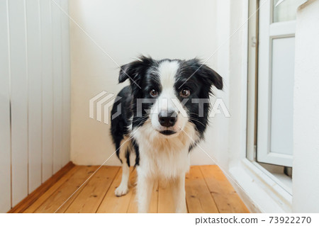 Funny portrait of cute smiling puppy dog border collie holding toy ball in mouth. New lovely member of family little dog at home playing with owner. Pet activity and games at home concept. 73922270