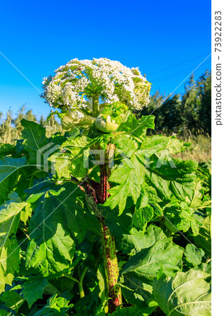 Sosnowsky's hogweed (Heracleum sosnowskyi) is a dangerous herbaceous flowering plant. All parts of plant contain the intense toxic allergen furanocoumarin 73922283