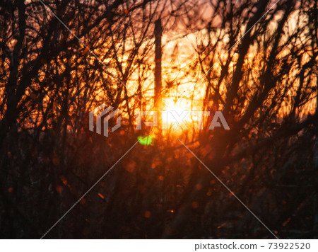 The sunset through the branches in the early spring. Natural background. The sunset through the branches in the early spring. Natural background. 73922520