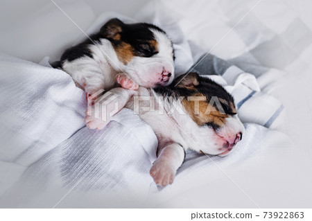 small new borne newborn beagle puppy small new borne newborn beagle puppy 73922863