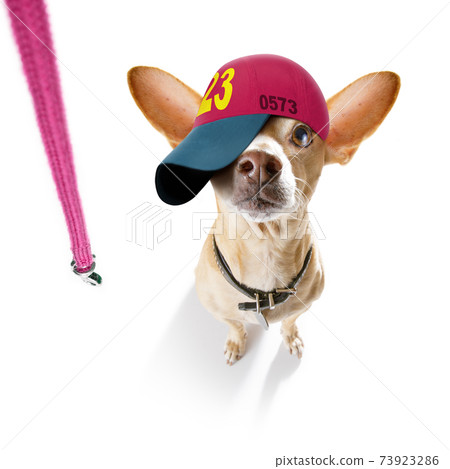 cool baseball cap urban dog cool baseball cap urban dog 73923286