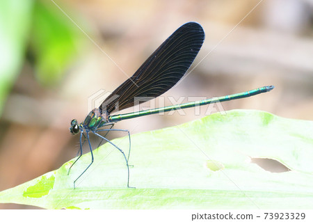 Hagorotorbo (male) 73923329
