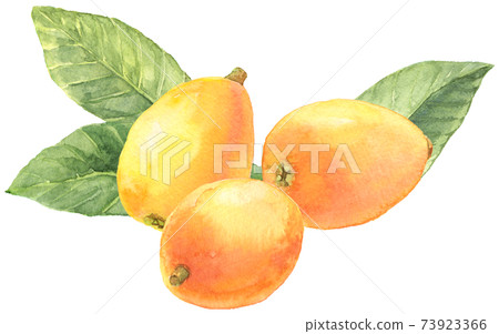水彩loquat_3_with葉子 73923366