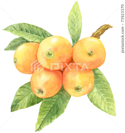 有很多水果的水彩loquat_branches 73923370
