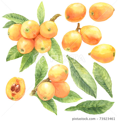 Watercolor loquat material_with branches and leaves Watercolor loquat material_with branches and leaves 73923461