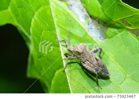 Hojoki bug 73923467