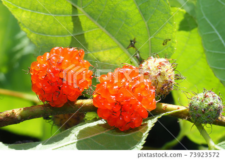 Fruit of mantis 73923572