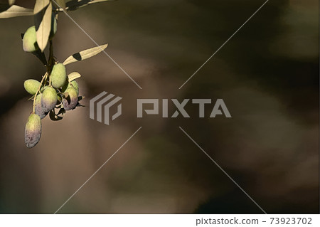 Olive branch in unfocused background Olive branch in unfocused background 73923702