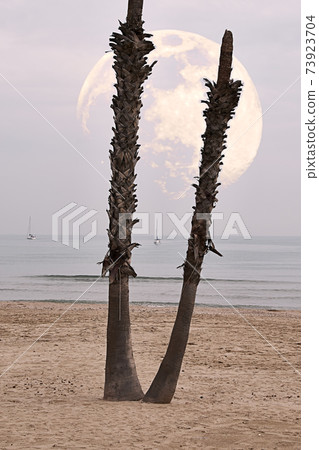 Moon behind palm tree in the beach 73923704