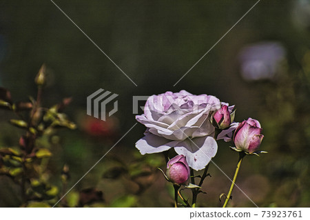 攝於京成玫瑰園。玫瑰和芽 攝於京成玫瑰園。玫瑰和芽 73923761
