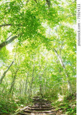 Fresh green beech forest trekking image (Daisen Kagamiganaru statue mountain) Fresh green beech forest trekking image (Daisen Kagamiganaru statue mountain) 73924111