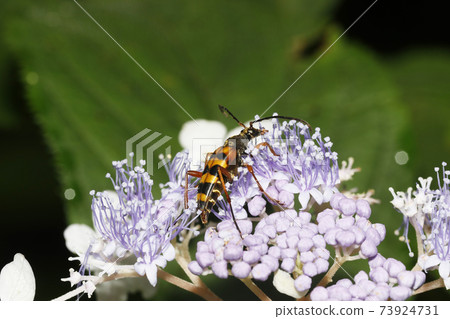 Yotsusujihana long beetles Yotsusujihana long beetles 73924731