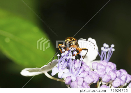 Yotsusujihana long beetles Yotsusujihana long beetles 73924735