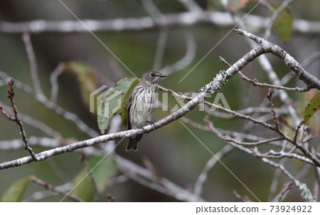 Ezobitaki perching on a branch of cherry blossoms Ezobitaki perching on a branch of cherry blossoms 73924922