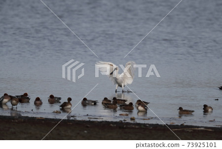 Spoonbill flapping its wings Spoonbill flapping its wings 73925101