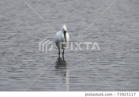 Spoonbill walking along the water Spoonbill walking along the water 73925117