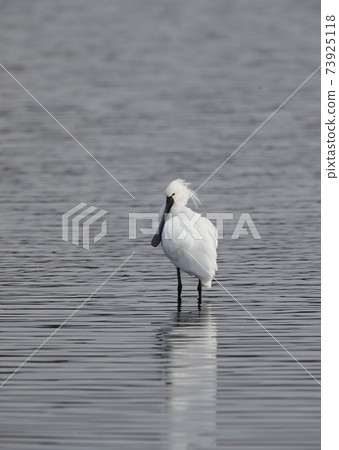 Spoonbill standing by the water Spoonbill standing by the water 73925118