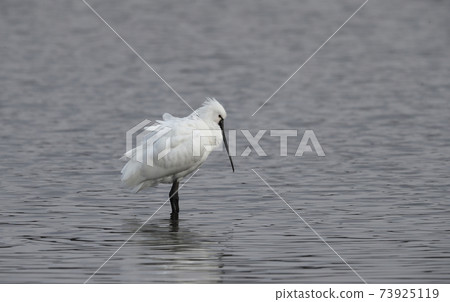 Spoonbill standing by the water Spoonbill standing by the water 73925119