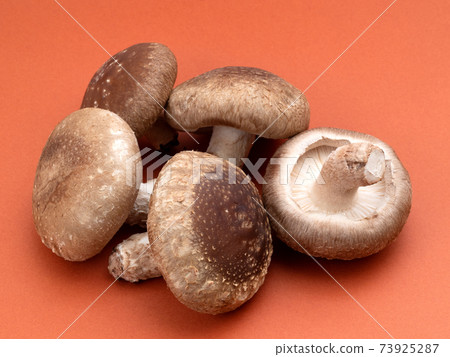 香菇 73925287
