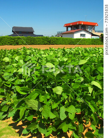 初夏大豆田景觀 初夏大豆田景觀 73925838
