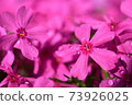 Pink moss phlox and water droplets 73926025