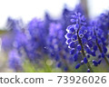 Muscari and morning light 73926026