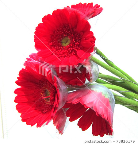 Red sun flower 73926179