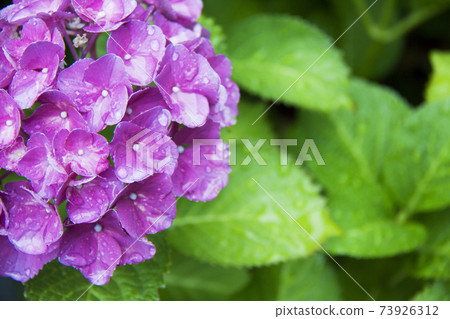 繡球花在雨中濕潤 繡球花在雨中濕潤 73926312